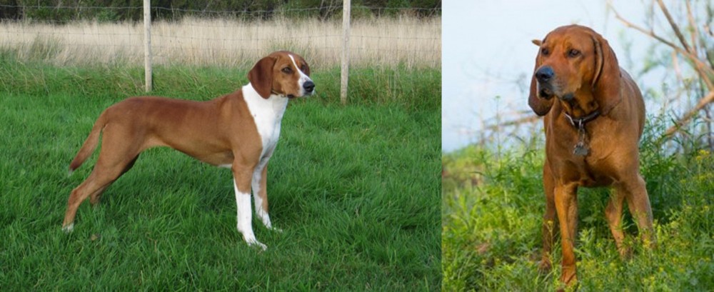 Redbone Coonhound vs Hygenhund - Breed Comparison