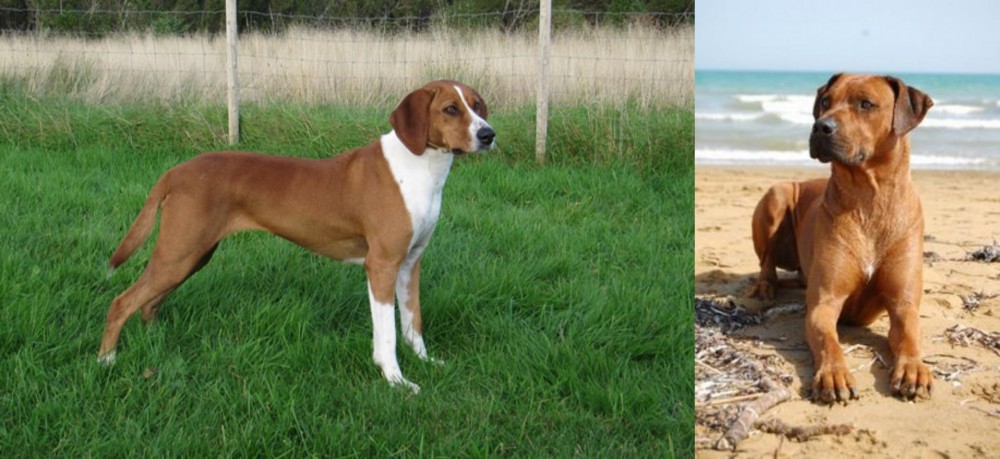 Rhodesian Ridgeback vs Hygenhund - Breed Comparison