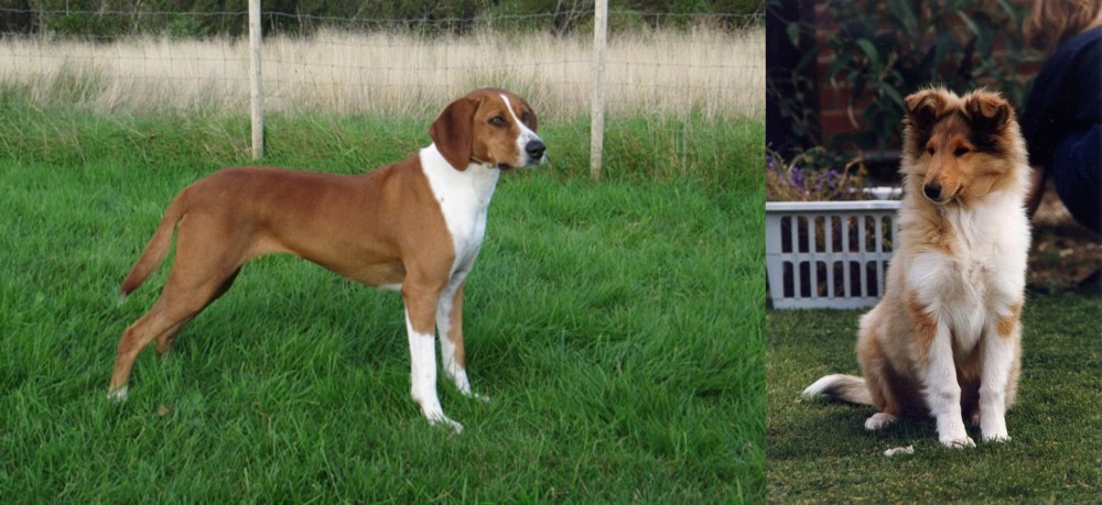 Rough Collie vs Hygenhund - Breed Comparison