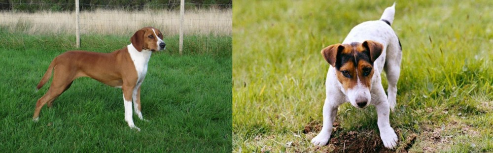 Russell Terrier vs Hygenhund - Breed Comparison