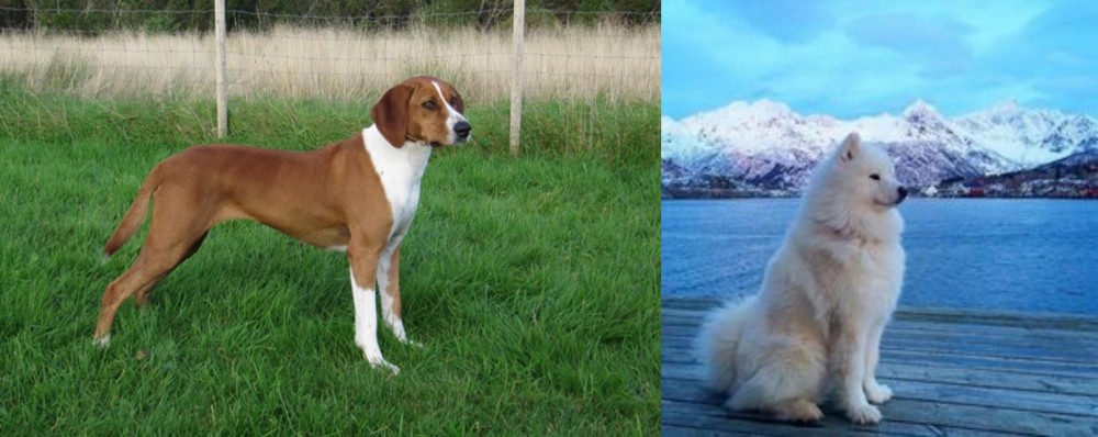 Samoyed vs Hygenhund - Breed Comparison