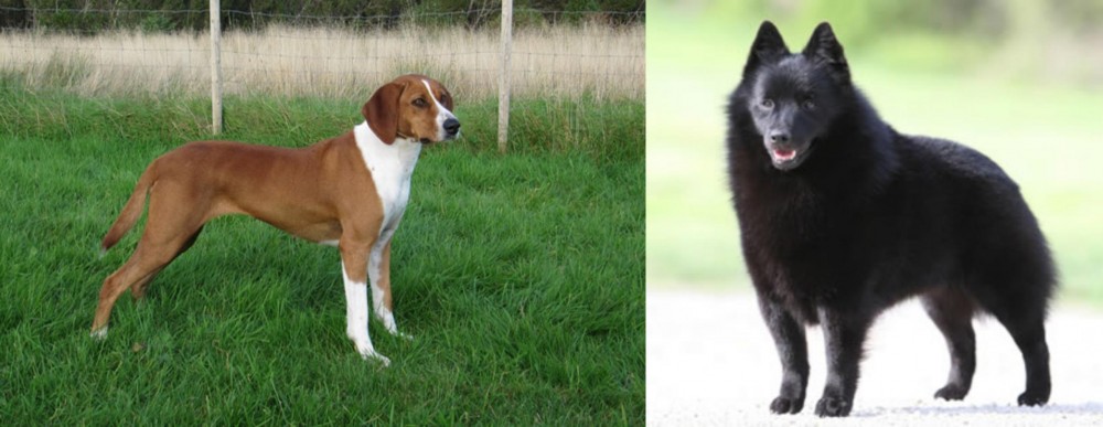 Schipperke vs Hygenhund - Breed Comparison