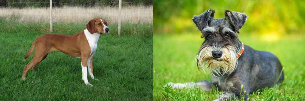 Schnauzer vs Hygenhund - Breed Comparison