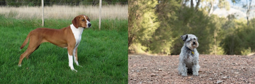 Schnoodle vs Hygenhund - Breed Comparison