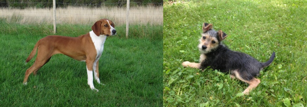 Schnorkie vs Hygenhund - Breed Comparison