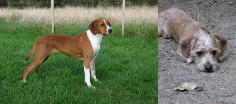 Schweenie vs Hygenhund - Breed Comparison