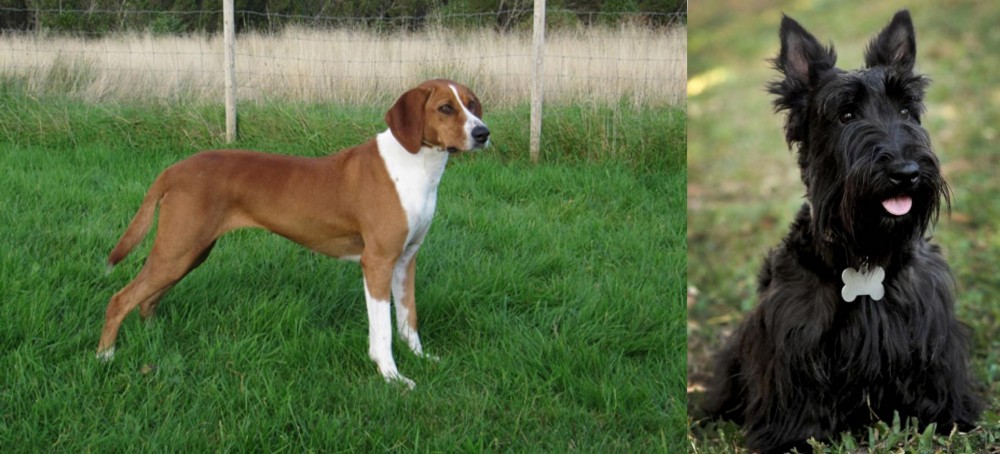 Scoland Terrier vs Hygenhund - Breed Comparison