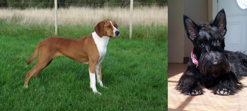 Scottish Terrier vs Hygenhund - Breed Comparison