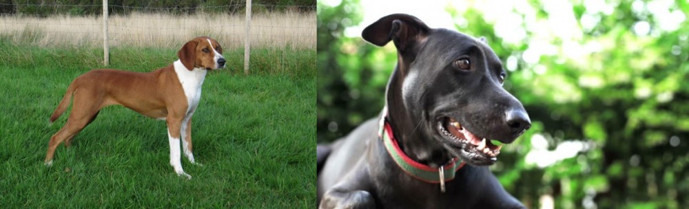 Shepard Labrador vs Hygenhund - Breed Comparison