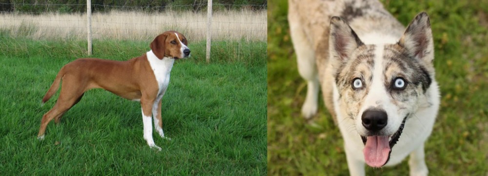 Shepherd Husky vs Hygenhund - Breed Comparison