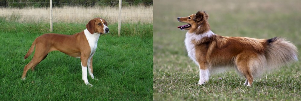 Shetland Sheepdog vs Hygenhund - Breed Comparison