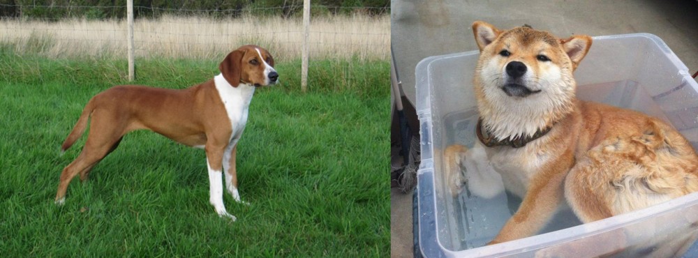 Shiba Inu vs Hygenhund - Breed Comparison