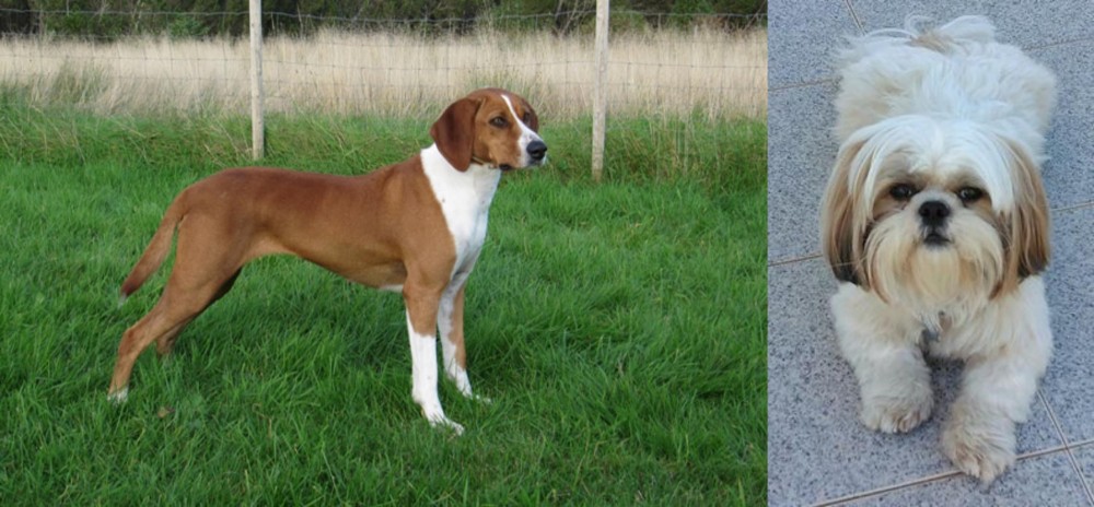 Shih Tzu vs Hygenhund - Breed Comparison