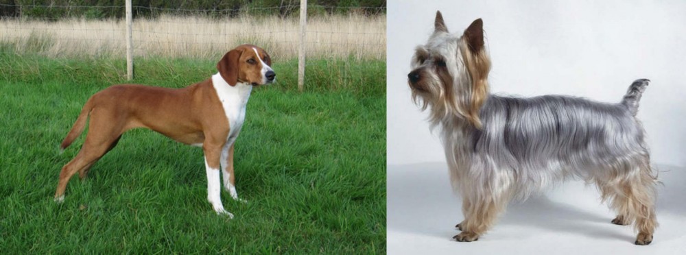 Silky Terrier vs Hygenhund - Breed Comparison