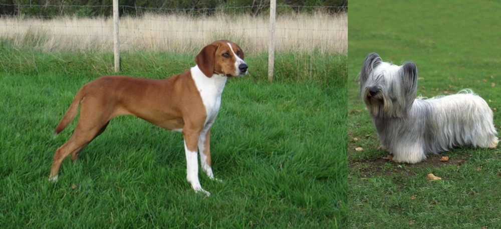 Skye Terrier vs Hygenhund - Breed Comparison