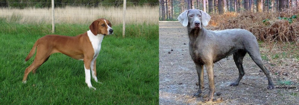 Slovensky Hrubosrsty Stavac vs Hygenhund - Breed Comparison
