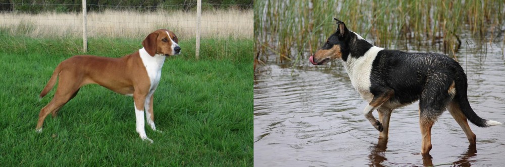 Smooth Collie vs Hygenhund - Breed Comparison