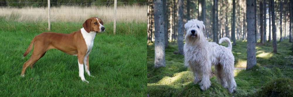 Soft-Coated Wheaten Terrier vs Hygenhund - Breed Comparison