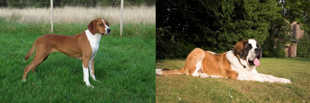St. Bernard vs Hygenhund - Breed Comparison