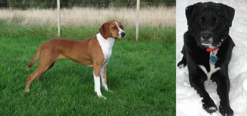 St. John's Water Dog vs Hygenhund - Breed Comparison