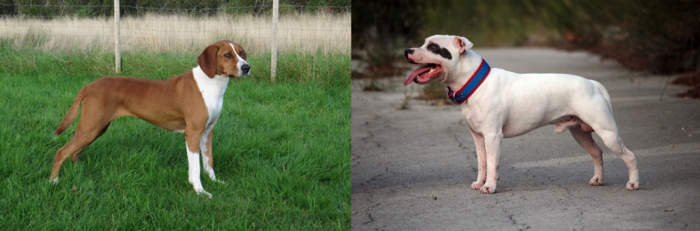 Staffordshire Bull Terrier vs Hygenhund - Breed Comparison
