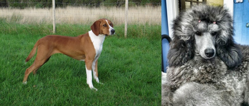 Standard Poodle vs Hygenhund - Breed Comparison