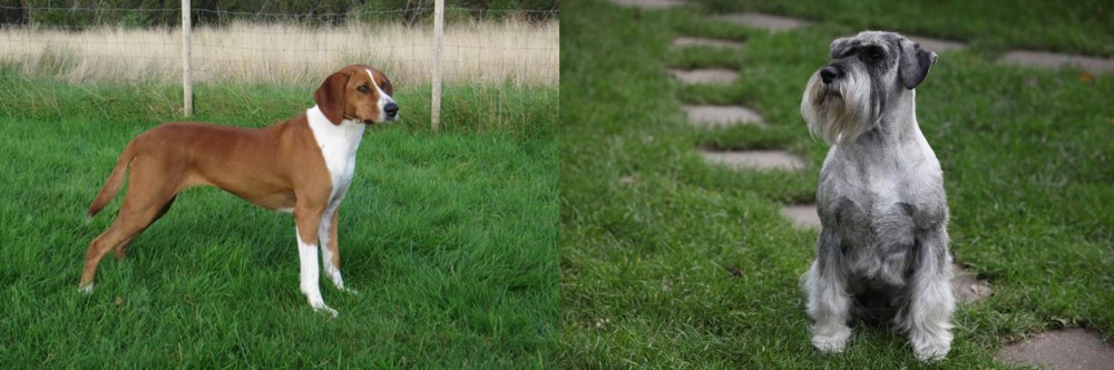 Standard Schnauzer vs Hygenhund - Breed Comparison