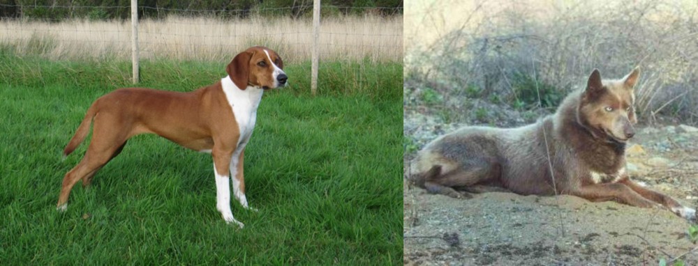 Tahltan Bear Dog vs Hygenhund - Breed Comparison