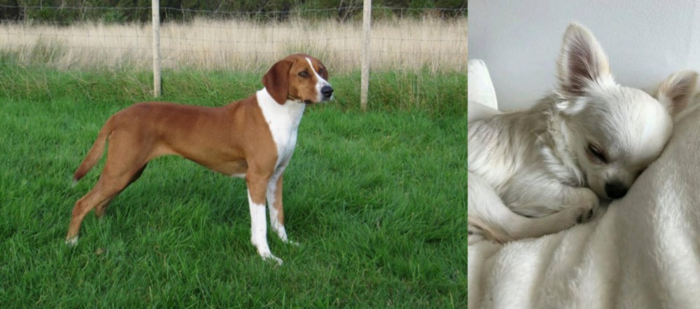 Tea Cup Chihuahua vs Hygenhund - Breed Comparison