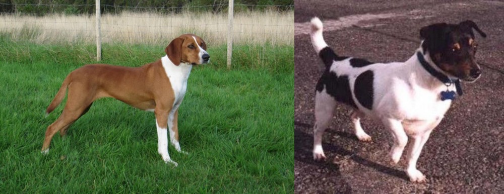 Teddy Roosevelt Terrier vs Hygenhund - Breed Comparison