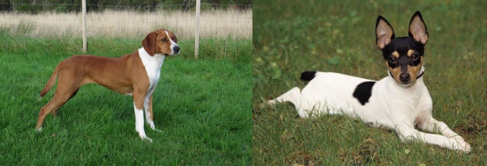 Toy Fox Terrier vs Hygenhund - Breed Comparison
