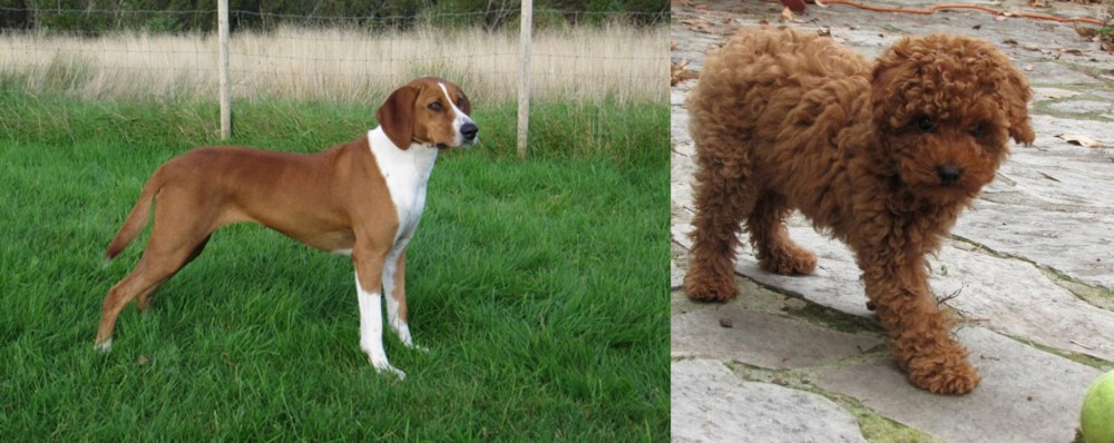 Toy Poodle vs Hygenhund - Breed Comparison