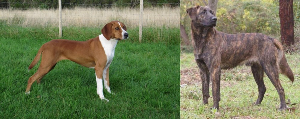 Treeing Tennessee Brindle vs Hygenhund - Breed Comparison