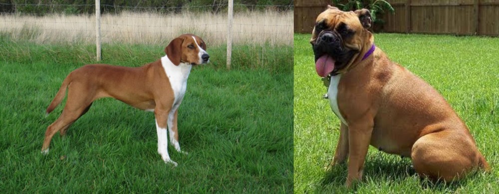 Valley Bulldog vs Hygenhund - Breed Comparison