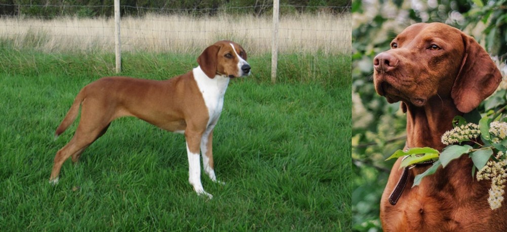 Vizsla vs Hygenhund - Breed Comparison