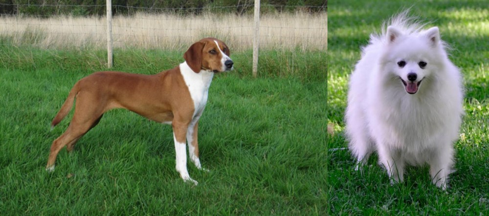 Volpino Italiano vs Hygenhund - Breed Comparison