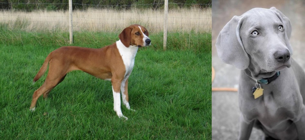 Weimaraner vs Hygenhund - Breed Comparison