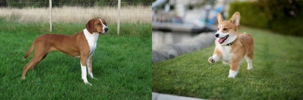 Welsh Corgi vs Hygenhund - Breed Comparison