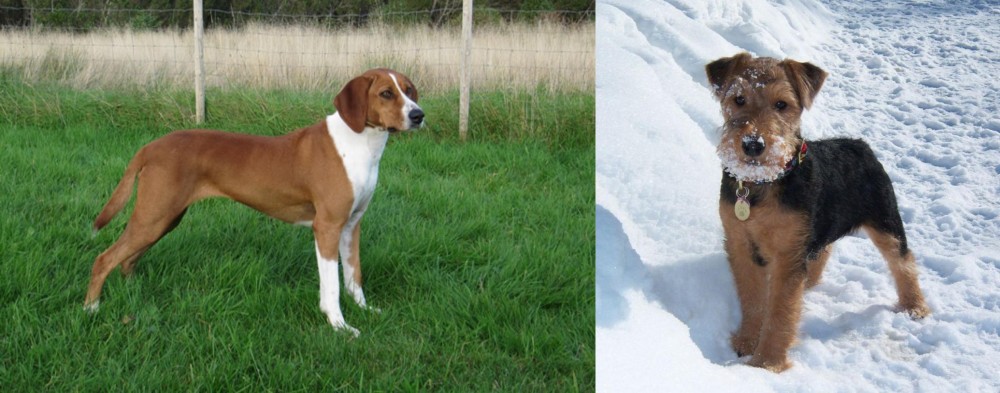 Welsh Terrier vs Hygenhund - Breed Comparison