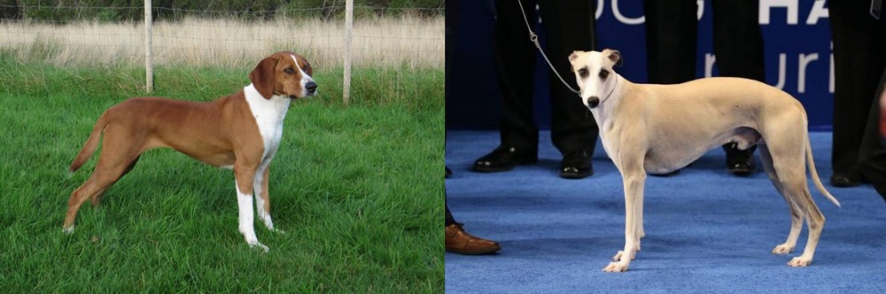 Whippet vs Hygenhund - Breed Comparison