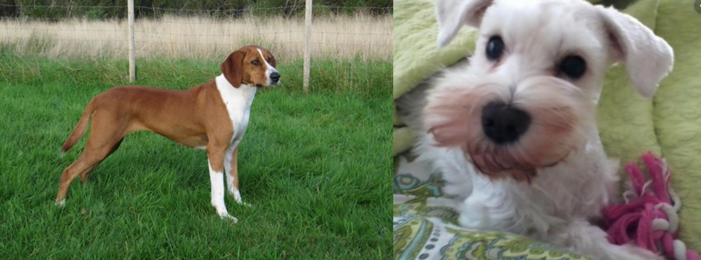 White Schnauzer vs Hygenhund - Breed Comparison