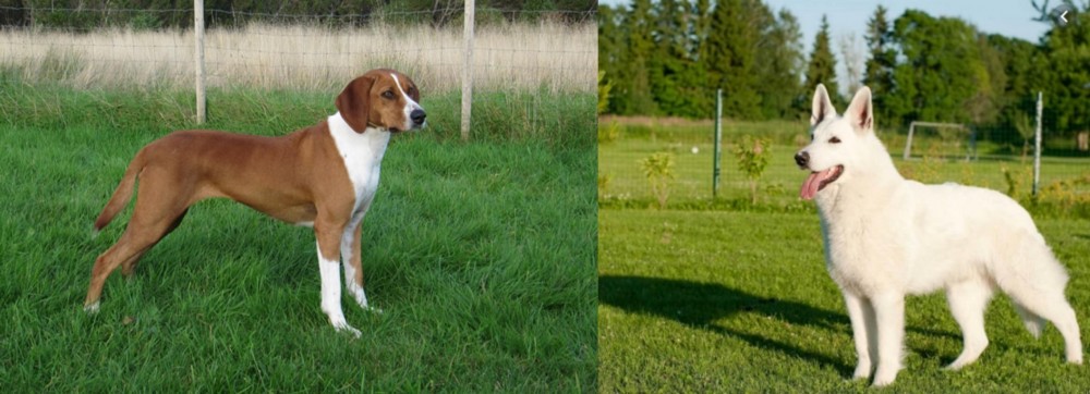 White Shepherd vs Hygenhund - Breed Comparison