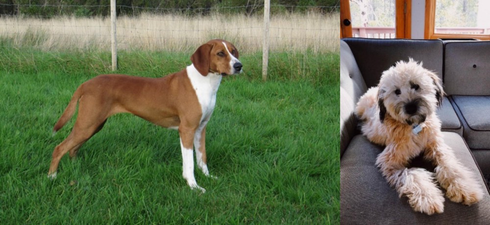 Whoodles vs Hygenhund - Breed Comparison