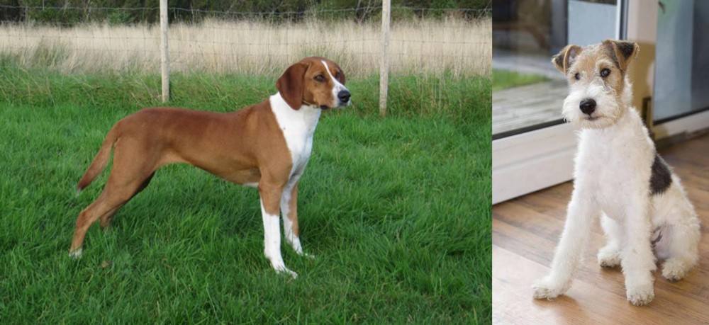 Wire Fox Terrier vs Hygenhund - Breed Comparison