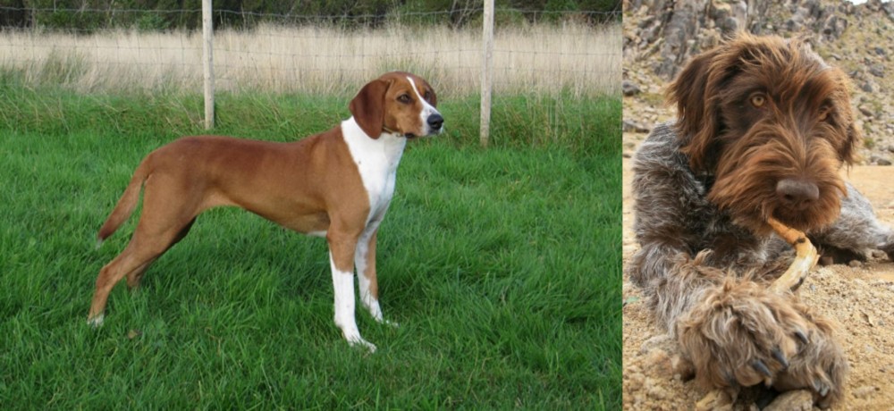 Wirehaired Pointing Griffon vs Hygenhund - Breed Comparison