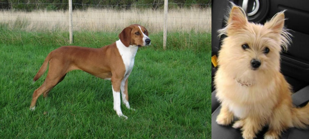Yoranian vs Hygenhund - Breed Comparison