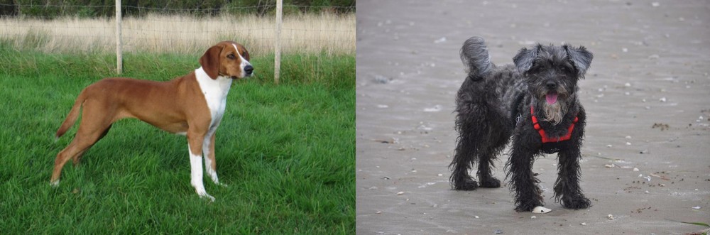 YorkiePoo vs Hygenhund - Breed Comparison