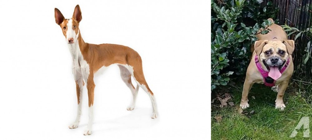 Beabull vs Ibizan Hound - Breed Comparison