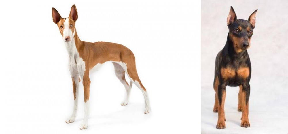 Miniature Pinscher vs Ibizan Hound - Breed Comparison