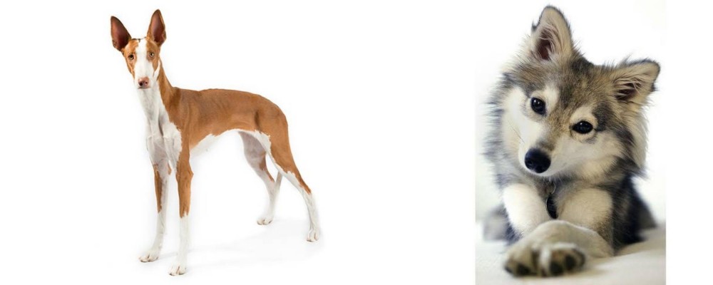 Miniature Siberian Husky vs Ibizan Hound - Breed Comparison